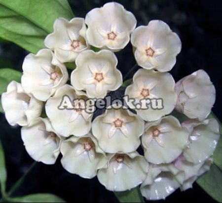 фото Хойя Кампанулата (Hoya campanulata) черенок от магазина магазина орхидей Ангелок