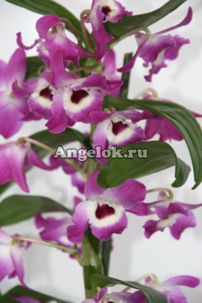 фото Дендробиум нобиле (D.nobile) d-22 от магазина магазина орхидей Ангелок
