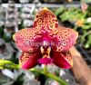 фото Фаленопсис (Phalaenopsis Yaphon Black Rose ‘BKM-13’) Тайвань от магазина магазина орхидей Ангелок