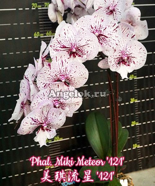 фото Фаленопсис Биг Лип (Phalaenopsis Miki Meteor '121') Тайвань от магазина магазина орхидей Ангелок