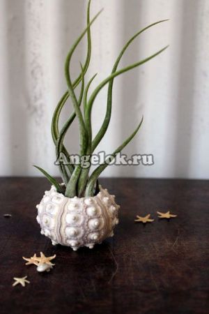фото Тилландсия бульбовидная (Tillandsia bulbosa) от магазина магазина орхидей Ангелок