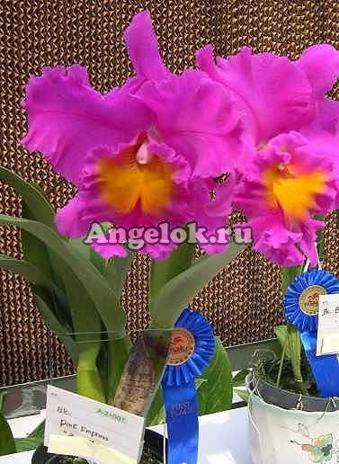 фото Каттлея (Blc.Pink Empress"ZS") Тайвань от магазина магазина орхидей Ангелок