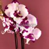 фото Фаленопсис Биг Лип (Phalaenopsis King Car Dalmatian) от магазина магазина орхидей Ангелок