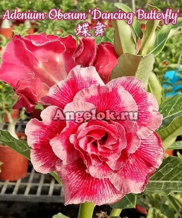 фото Адениум (Adenium obesum Dancing Butterfly) от магазина магазина орхидей Ангелок