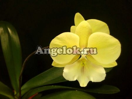 фото Фаленопсис Биг Лип (Phalaenopsis KS Big Stone) Тайвань от магазина магазина орхидей Ангелок