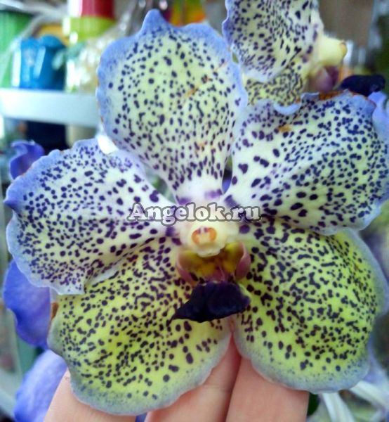 фото Ванда (Vanda Sunanda Moonlight Blue) пятнистая от магазина магазина орхидей Ангелок