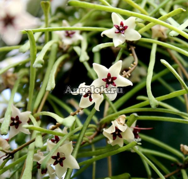 фото Хойя ретуза (Hoya retusa) черенок от магазина магазина орхидей Ангелок