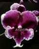 фото Фаленопсис Биг Лип (Phalaenopsis Younghome Pearl) Тайвань от магазина магазина орхидей Ангелок