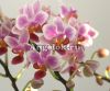 фото Фаленопсис (Phalaenopsis multiflora) ph-52 от магазина магазина орхидей Ангелок