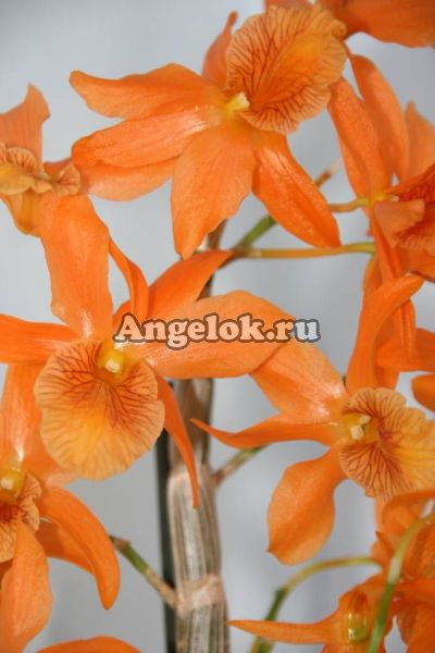 фото Дендробиум нобиле (D.nobile Stardust Orange) от магазина магазина орхидей Ангелок