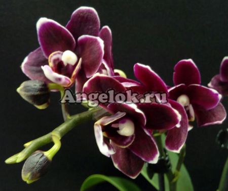фото Фаленопсис Черный Ангел (Phalaenopsis Miki Black Angel) от магазина магазина орхидей Ангелок