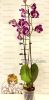 Фаленопсис (Phalaenopsis Purple Rain)