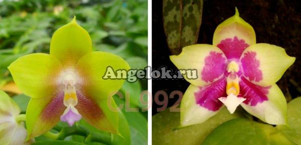 фото Фаленопсис (P. Mituo Prince x P. Penang Girl 'THA38') Тайвань от магазина магазина орхидей Ангелок