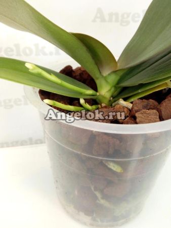 фото Фаленопсис Мини Марк (Phalaenopsis Mini Mark) от магазина магазина орхидей Ангелок