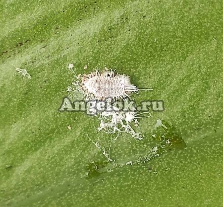 фото Мучнистый червец Набор от магазина магазина орхидей Ангелок