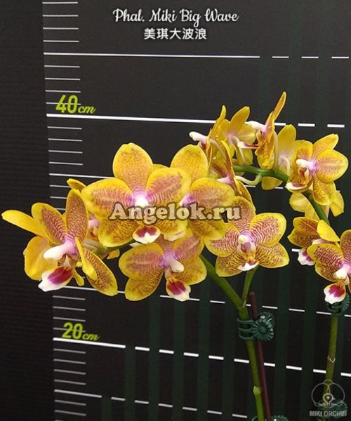 фото Фаленопсис (Phalaenopsis Miki Big Wave) Тайвань от магазина магазина орхидей Ангелок