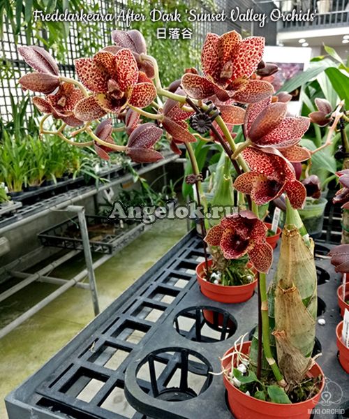 фото Fredclarkeara After Dark 'Sunset Valley Orchids' FCC/AOS от магазина магазина орхидей Ангелок