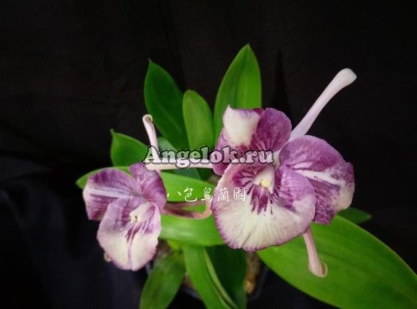 фото Каттлея (C. intermedia × Epi. Cochleatum) Тайвань от магазина магазина орхидей Ангелок