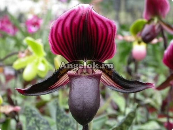 фото Пафиопедилум Мауди (Paphiopedilum maudiae Vinicolor) от магазина магазина орхидей Ангелок