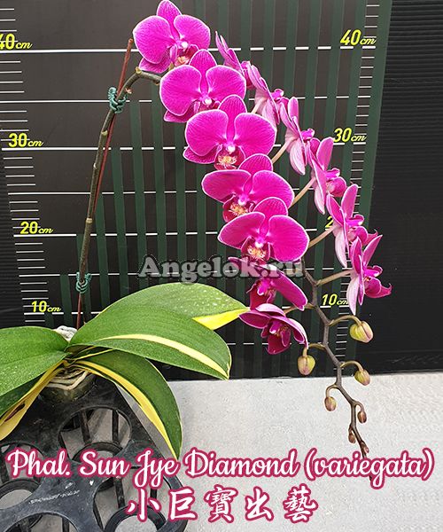фото Фаленопсис (Phalaenopsis Sun Jye Diamond variegata) Тайвань от магазина магазина орхидей Ангелок