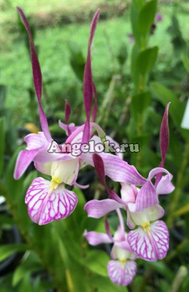 фото Дендробиум Лепоринум (Dendrobium leporinum) Тайвань от магазина магазина орхидей Ангелок