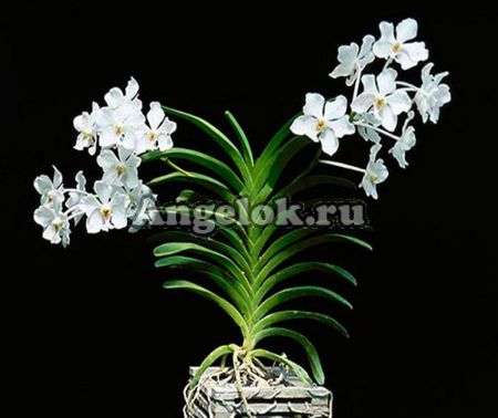 фото Ванда Хавьера (Vanda javierae) детка от магазина магазина орхидей Ангелок