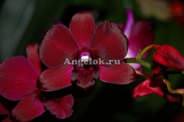 фото Дендробиум (Den. Burana Red) Тайвань от магазина магазина орхидей Ангелок