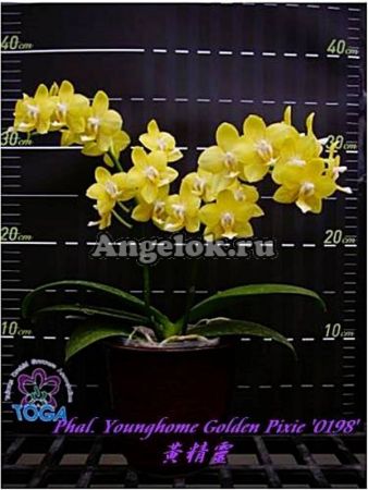 фото Фаленопсис (Phalaenopsis Younghome Golden Pixie '0198') Тайвань от магазина магазина орхидей Ангелок