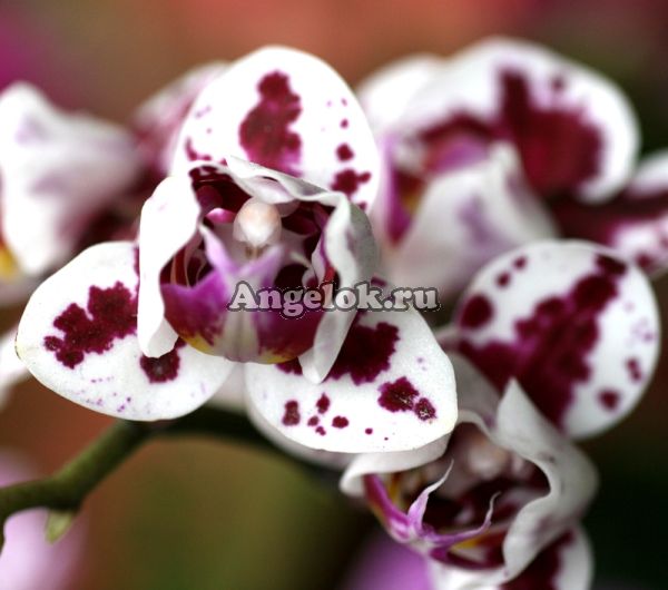 фото Фаленопсис мини (Phalaenopsis ) ph-84 от магазина магазина орхидей Ангелок