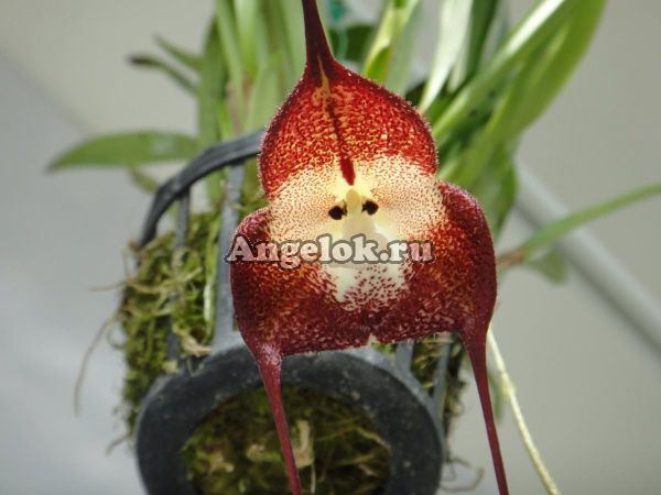 фото Дракула (Dracula simia) от магазина магазина орхидей Ангелок