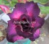 фото Адениум (Adenium obesum Muang Mongkol) от магазина магазина орхидей Ангелок
