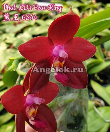 фото Фаленопсис (Phalaenopsis Ld's Bear King) Тайвань от магазина магазина орхидей Ангелок