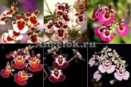 фото Онцидиум (Onc.Tsiku Charlotte) от магазина магазина орхидей Ангелок