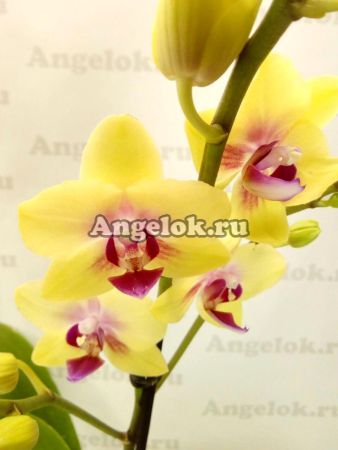 фото Фаленопсис (Phalaenopsis Spunky) от магазина магазина орхидей Ангелок