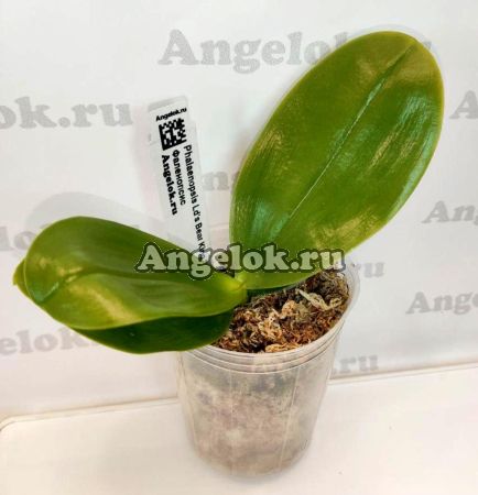 фото Фаленопсис (Phalaenopsis Ld's Bear King 'RH-3') Тайвань от магазина магазина орхидей Ангелок