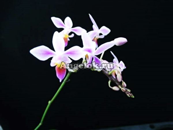 фото Фаленопсис (P.equestris) Тайвань от магазина магазина орхидей Ангелок