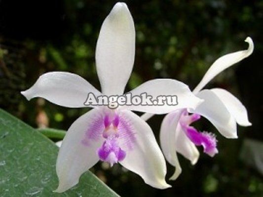 фото Фаленопсис (P.fimbriata) от магазина магазина орхидей Ангелок