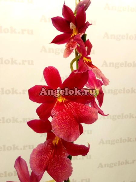 фото Камбрия (Oncidopsis Nelly Isler) от магазина магазина орхидей Ангелок