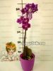 Фаленопсис (Phalaenopsis ) ph-90