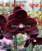 фото Фаленопсис Чёрная птичка (Phalaenopsis Black Bird) детка от магазина магазина орхидей Ангелок