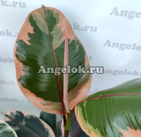 фото Фикус Эластика вариегатный (Ficus elastica Belize) от магазина магазина орхидей Ангелок
