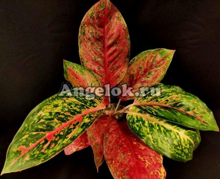 фото Аглаонема (Aglaonema Maharaj) от магазина магазина орхидей Ангелок