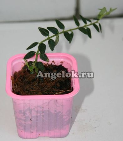 фото Хойя вибелла (Hoya Weebella Kloppenburg) черенок от магазина магазина орхидей Ангелок