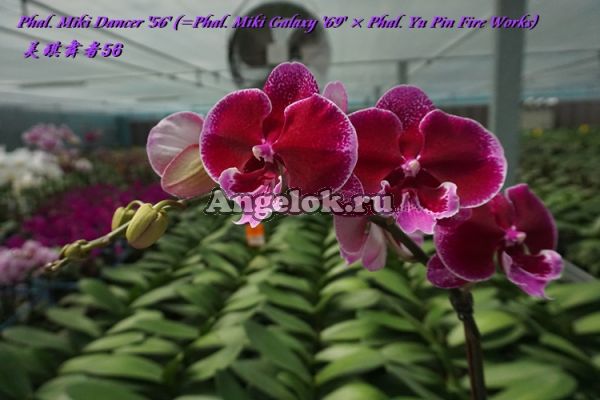 фото Фаленопсис Биг Лип (Phalaenopsis Miki Dancer '56' ) Тайвань от магазина магазина орхидей Ангелок