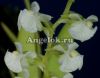 фото Орнитоцефалус (Ornithocephalus gladiatus) от магазина магазина орхидей Ангелок