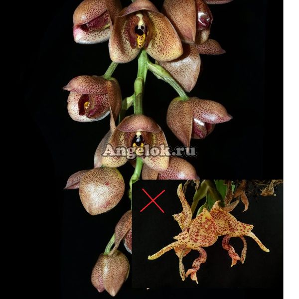 фото Гибрид (Stanophea guttulata x Acineta superba) от магазина магазина орхидей Ангелок
