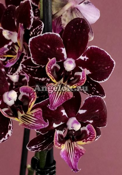 фото Фаленопсис Биг Лип (Phalaenopsis Cute cat) от магазина магазина орхидей Ангелок