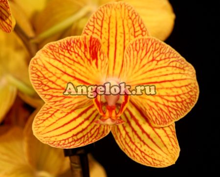 фото Фаленопсис (Phalaenopsis Long Apollo) от магазина магазина орхидей Ангелок