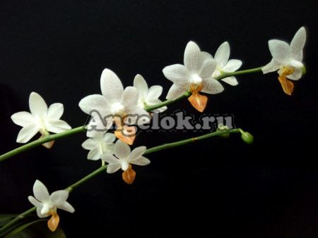 фото Фаленопсис Мини Марк (Phalaenopsis Mini Mark) от магазина магазина орхидей Ангелок