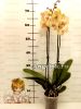 Фаленопсис Шампанское (Phalaenopsis Champange)